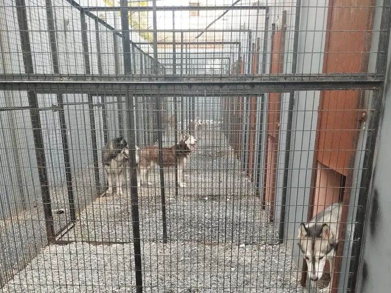 The pets hotel gurugram, photo 4