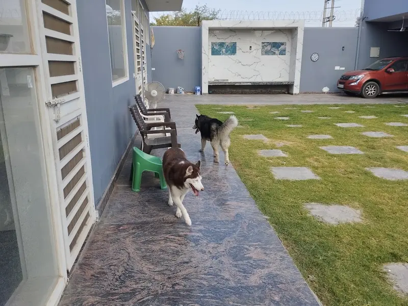 The pets hotel gurugram, photo 5