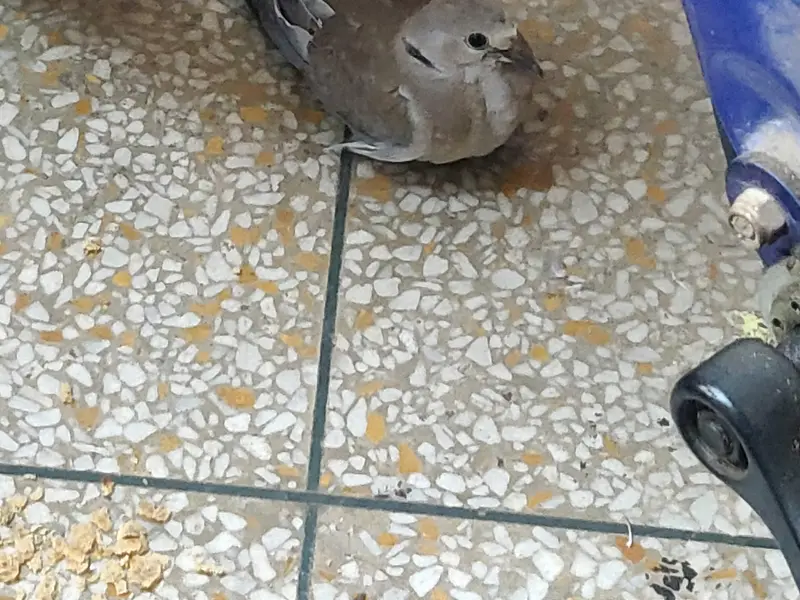 Bird Charity Hospital, photo 3