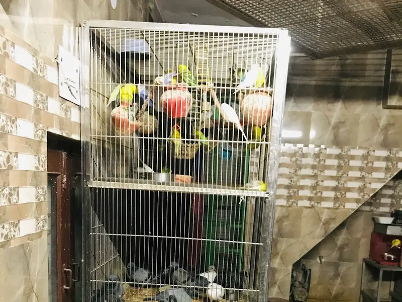 Bird Charity Hospital, photo 5