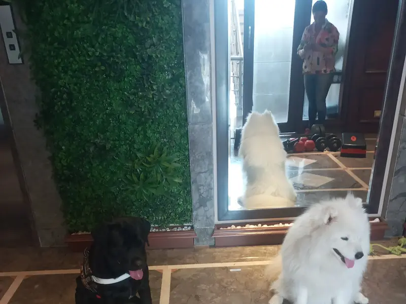 Dog training services, photo 4