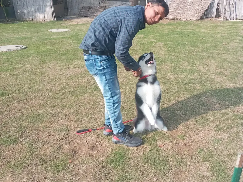 Dog training services, photo 5
