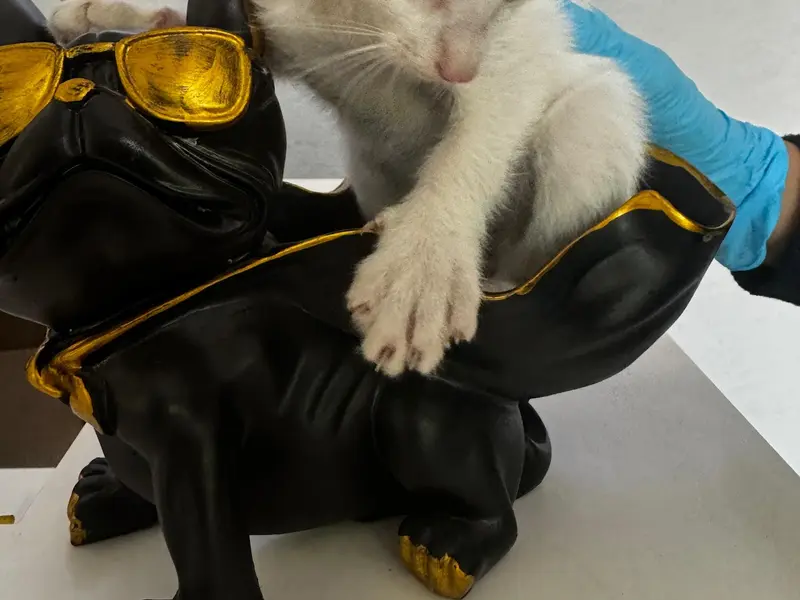 DCC Animal Hospital Grooming & Boarding, photo 5