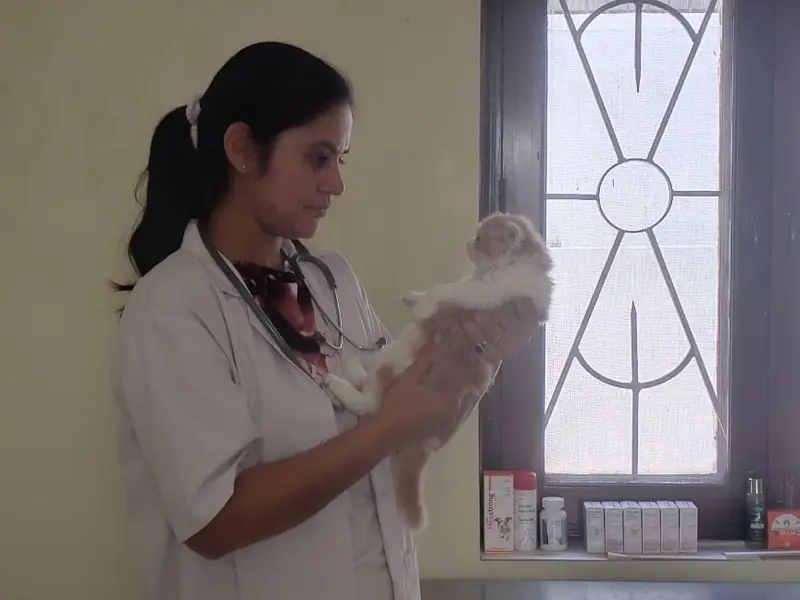 Dr.Pooja Pet clinic, photo 2