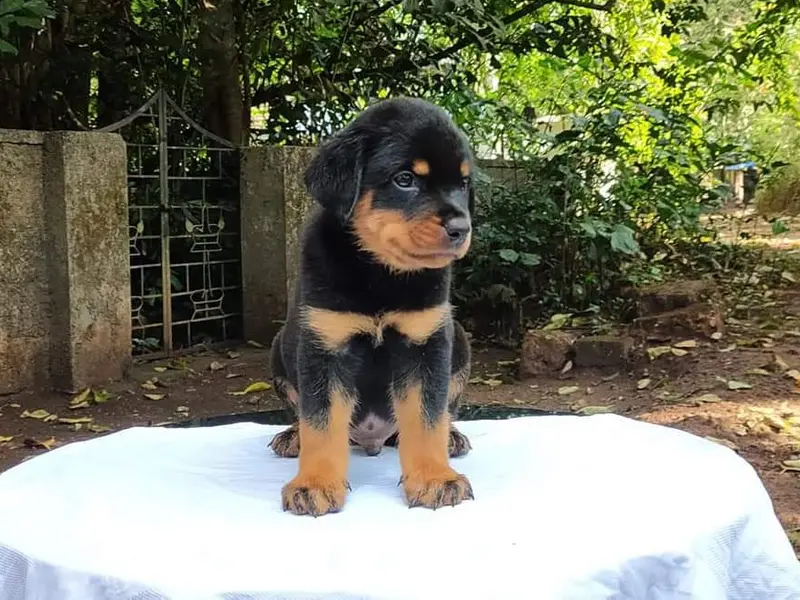 ACE DOG FARM, photo 2