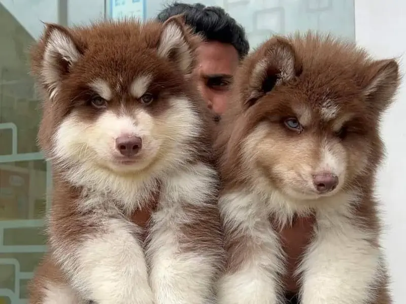 ACE DOG FARM, photo 3