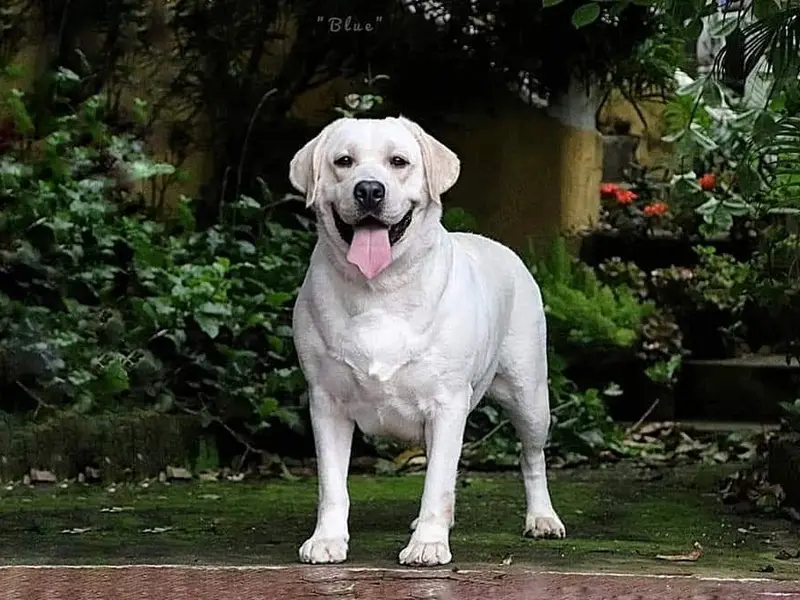 ACE DOG FARM, photo 4