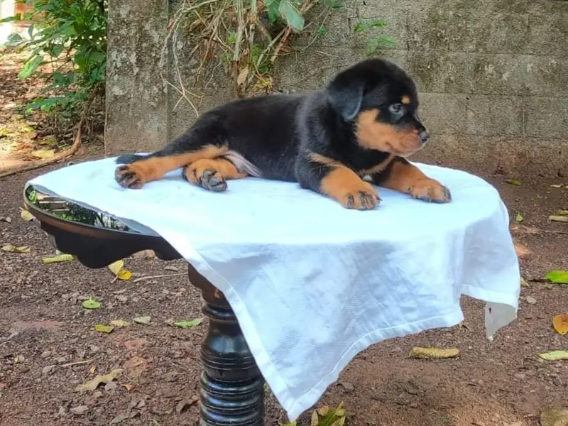 ACE DOG FARM, photo 5