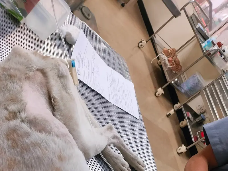 CGS Veterinary Hospital, photo 3