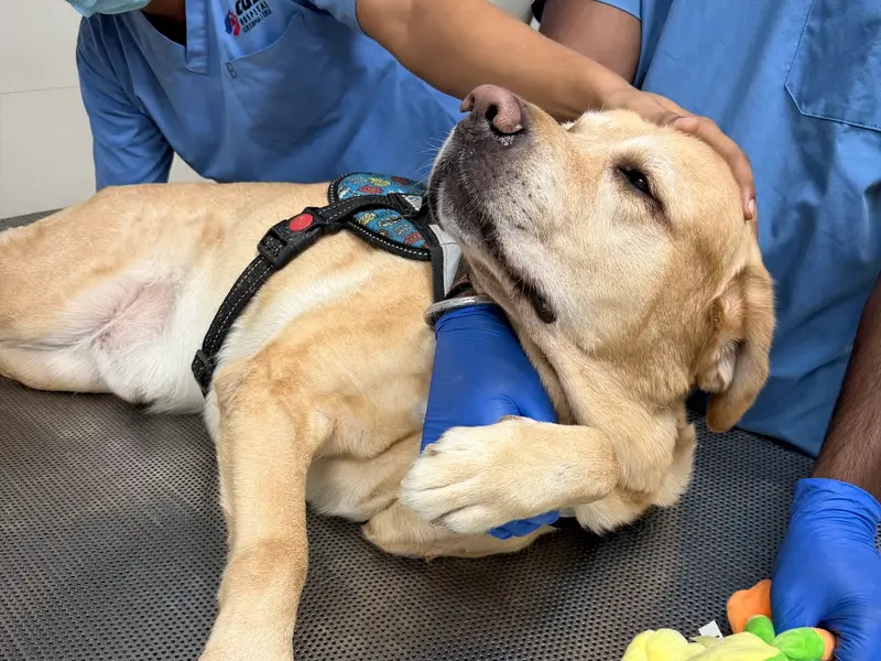 CGS Veterinary Hospital, photo 4
