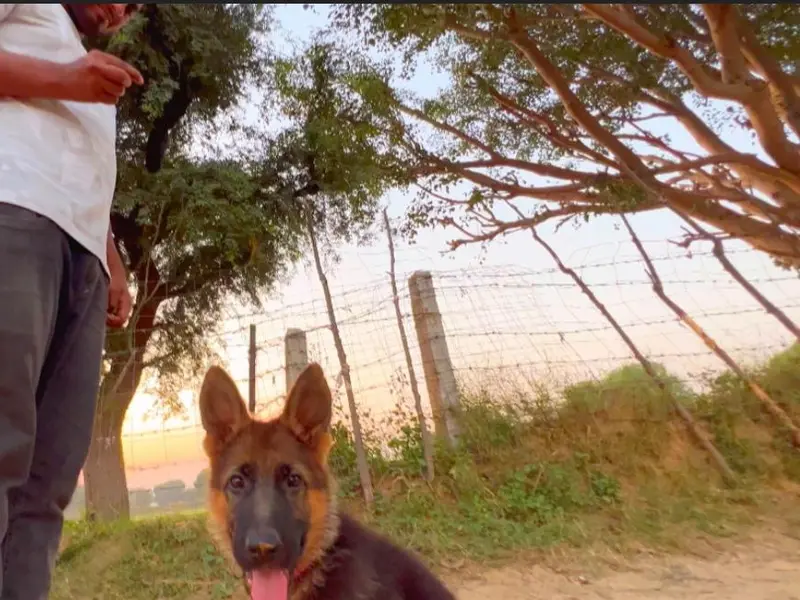 Shooter dog training academy, photo 2