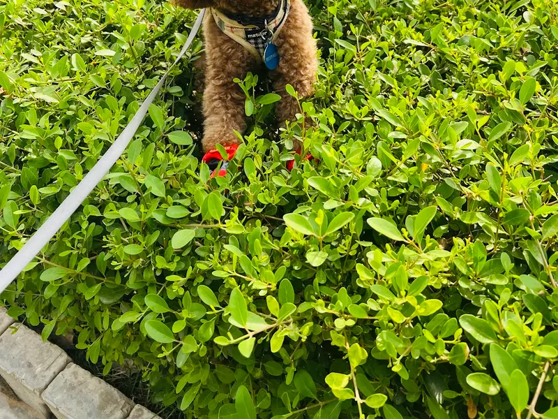 Shooter dog training academy, photo 3