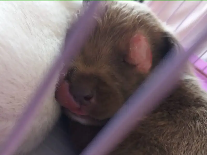 SKRD PET SHOP, photo 3