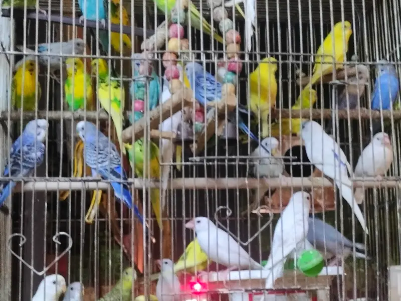 Fish pets & birds zone, photo 2