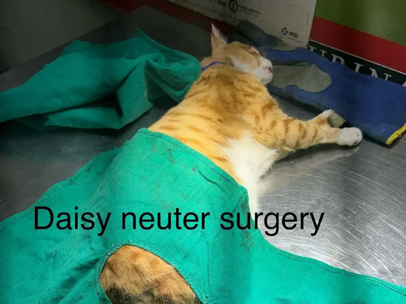 Vetopia Pet Clinic & Surgery Centre, photo 3