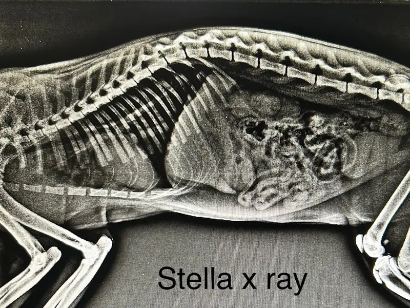 Vetopia Pet Clinic & Surgery Centre, photo 4