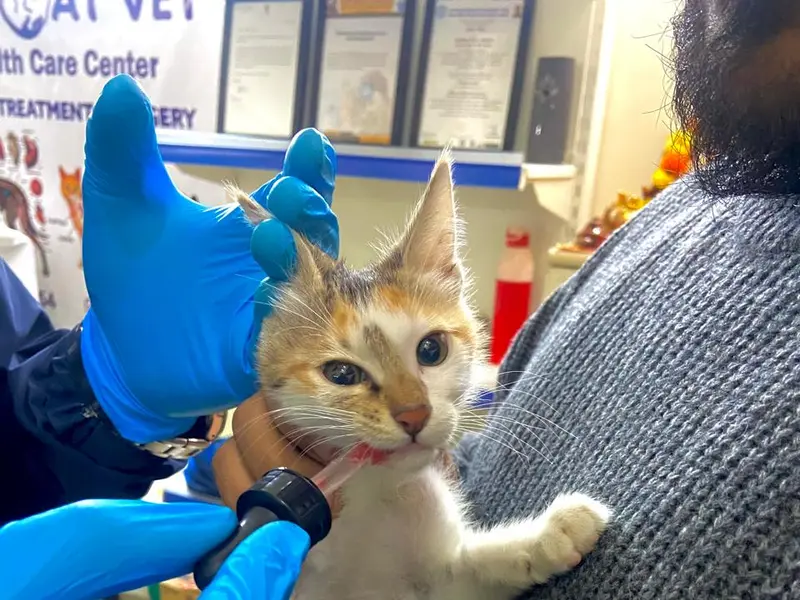 Blue Coat Vet Clinic | Trusted Pet Doctor in Sushant Lok | Pet Clinic | Vet Clinic | Vet Doctor in Sushant Lok, photo 2