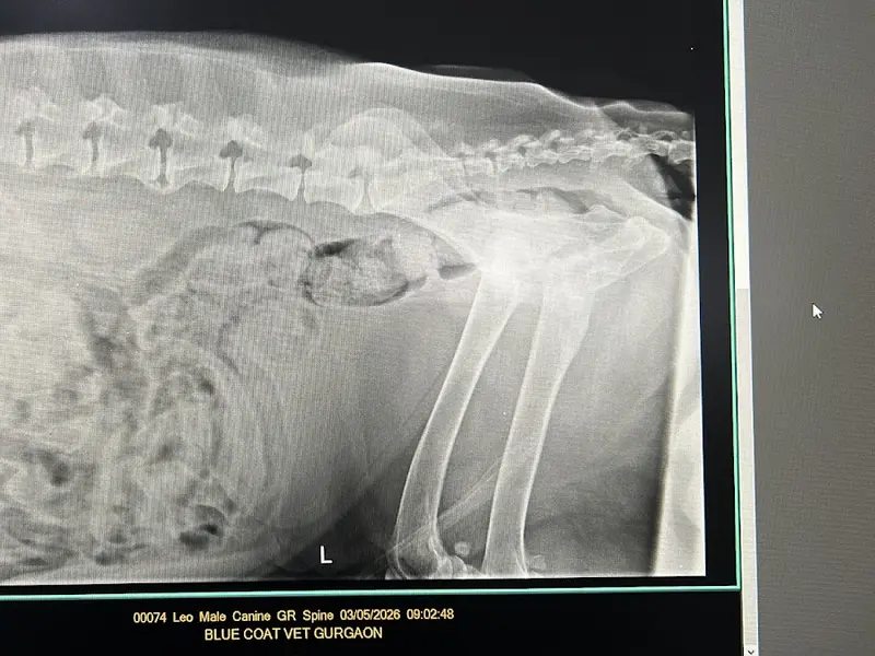 Blue Coat Vet Clinic | Trusted Pet Doctor in Sushant Lok | Pet Clinic | Vet Clinic | Vet Doctor in Sushant Lok, photo 3