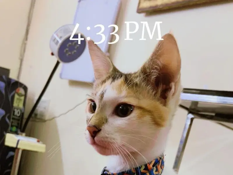 Blue Coat Vet Clinic | Trusted Pet Doctor in Sushant Lok | Pet Clinic | Vet Clinic | Vet Doctor in Sushant Lok, photo 5