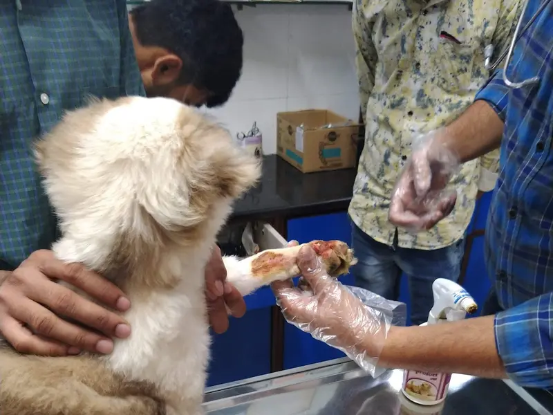 CP Vet Sushant Lok, photo 2