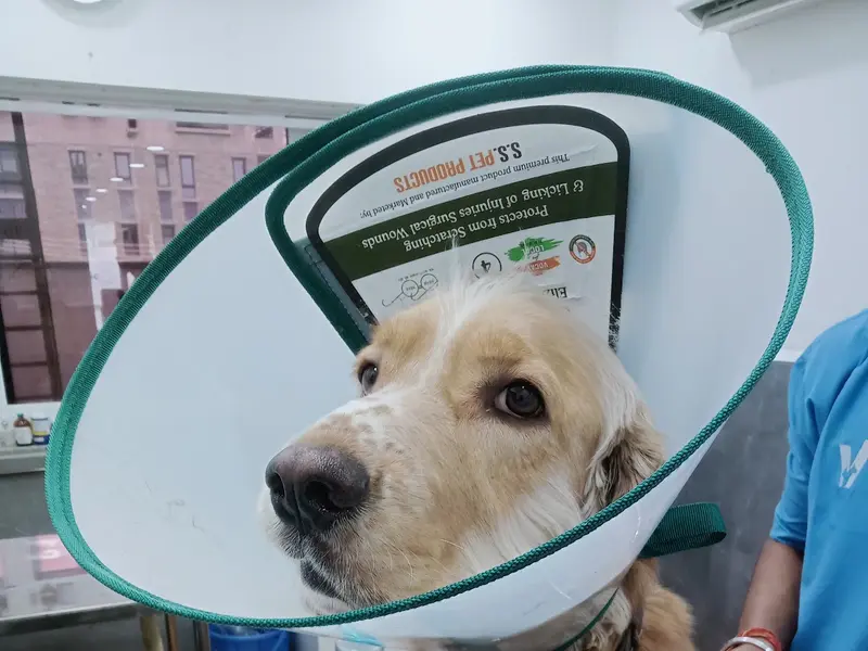 Vetic Pet Clinic Golf Course Rd Gurgaon, photo 3