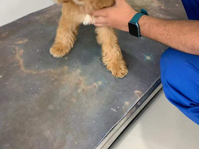 Vetic Pet Clinic Golf Course Rd Gurgaon, photo 4