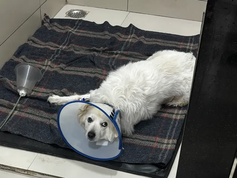 Cessna Lifeline Veterinary Hospital, Gurugram, photo 2