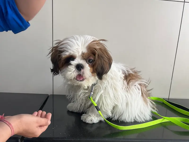 Cessna Lifeline Veterinary Hospital, Gurugram, photo 3