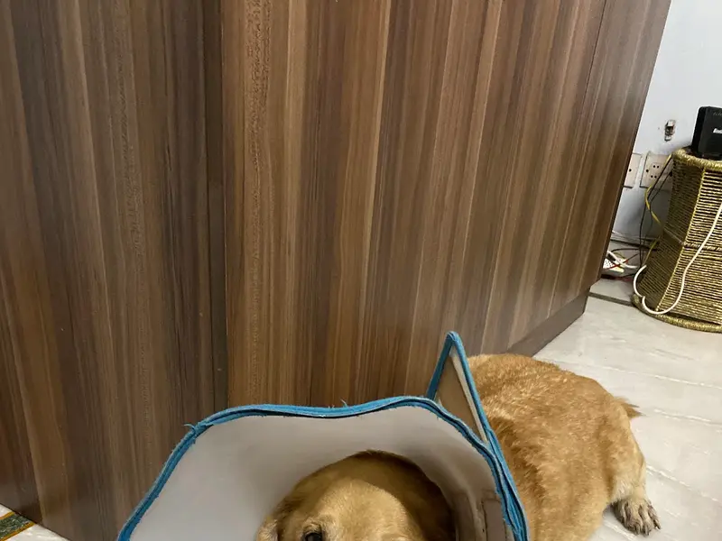 Cessna Lifeline Veterinary Hospital, Gurugram, photo 4