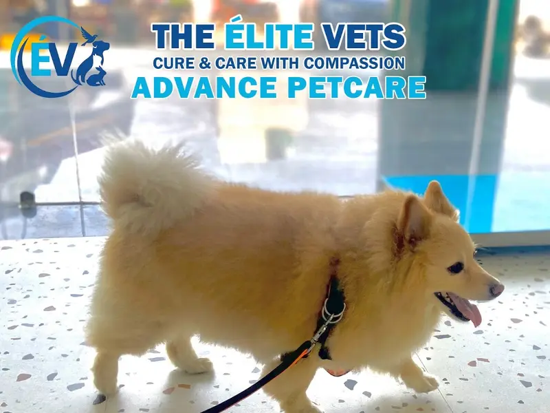 The Élite Vets Advanced Petcare, photo 4