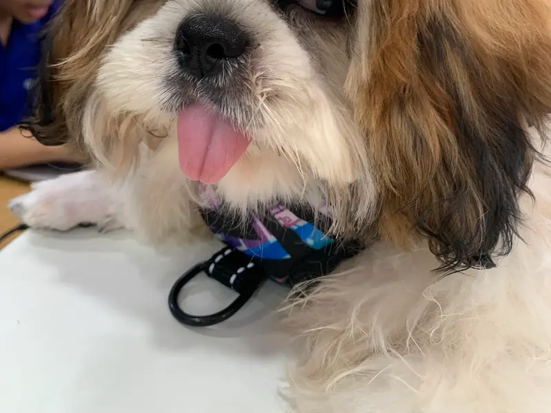 Vetic Pet Clinic Sec-45 Gurgaon, photo 2