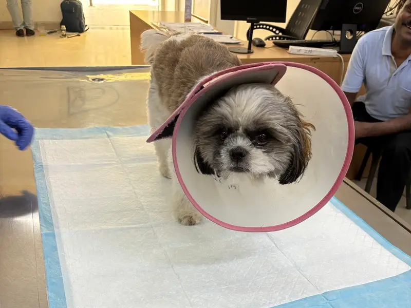 Vetic Pet Clinic Sec-45 Gurgaon, photo 5
