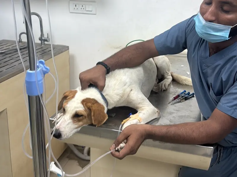 Animed Veterinary Clinic, photo 2