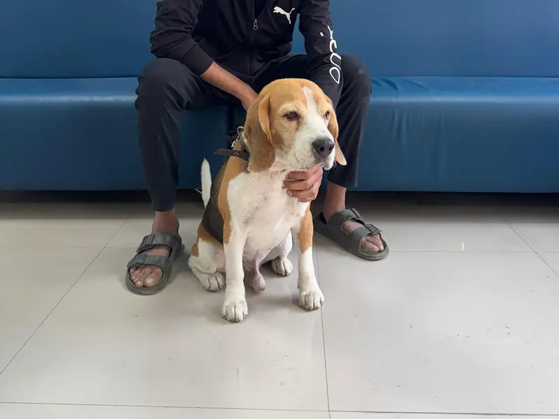Animed Veterinary Clinic, photo 4
