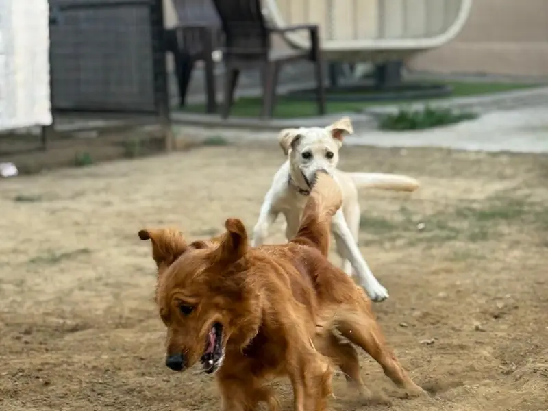 Bark ‘N Stay, photo 2