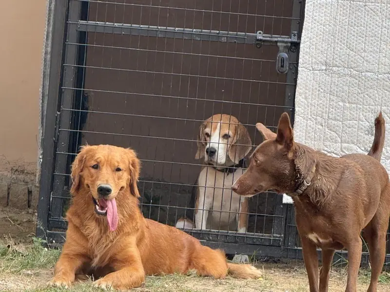 Bark ‘N Stay, photo 3