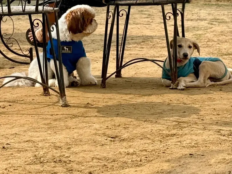 Bark ‘N Stay, photo 4