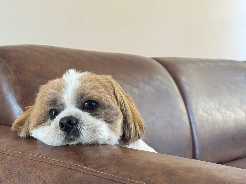 Bark ‘N Stay, photo 5