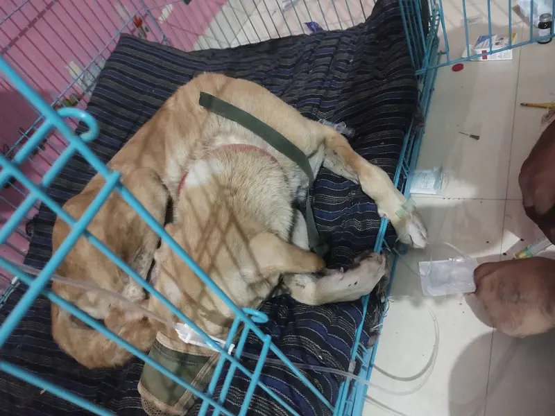 VET 4 PET, photo 2