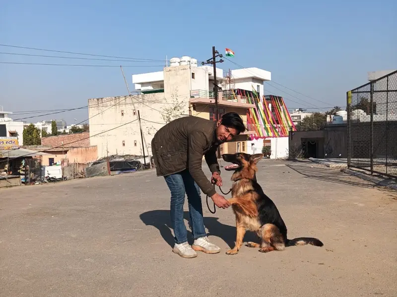 Advanced dog training, photo 3