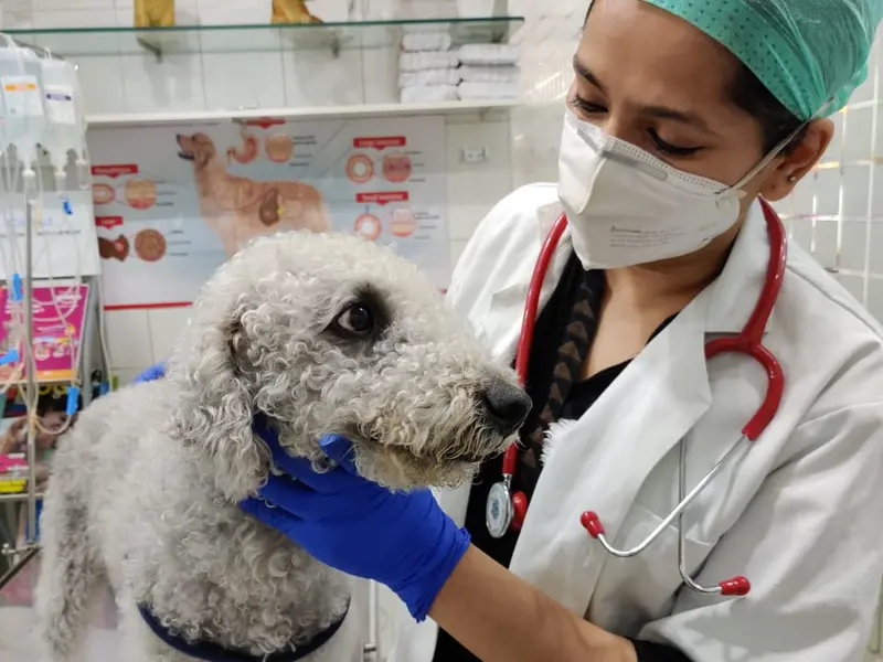 Dr Sristi Pet Well Clinic & Hospital, photo 2