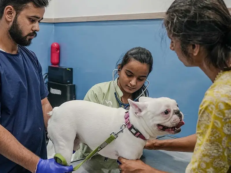 Vetic Pet Clinic Sohna Road Gurgaon, photo 4