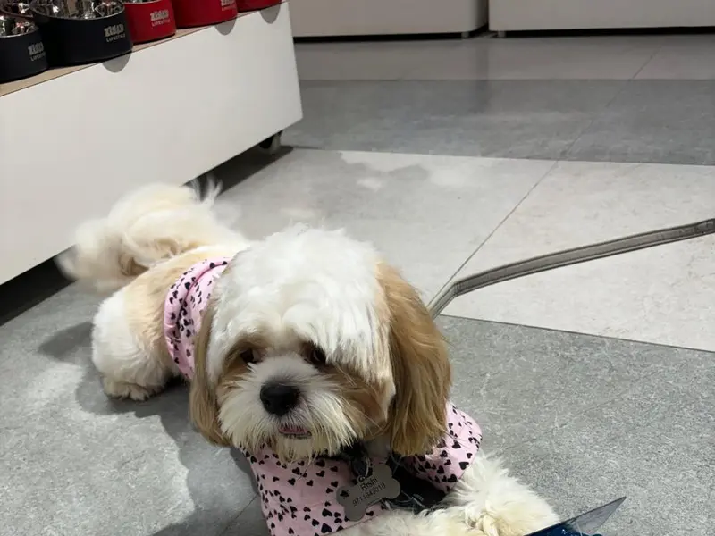 Zigly Pet Care - Pet Grooming & Pet Products | Element One Mall, Sector-47-49 (Gurgaon), photo 4
