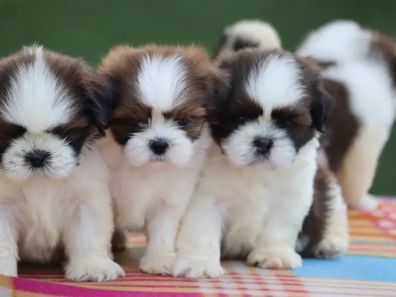 Amaira Pet Shop., photo 2