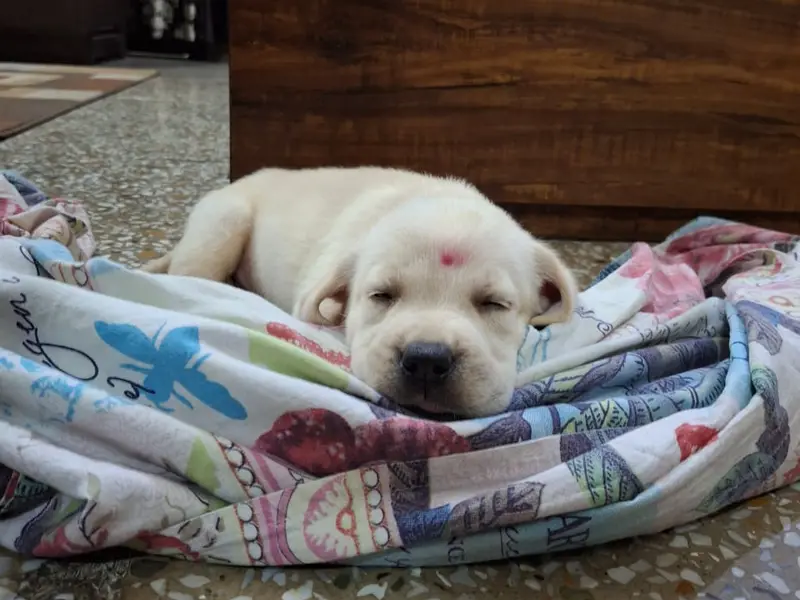 Amaira Pet Shop., photo 3