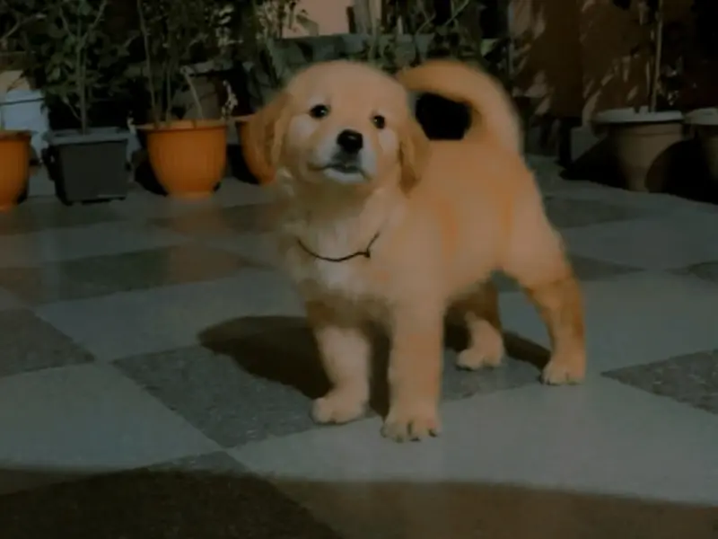 Amaira Pet Shop., photo 4