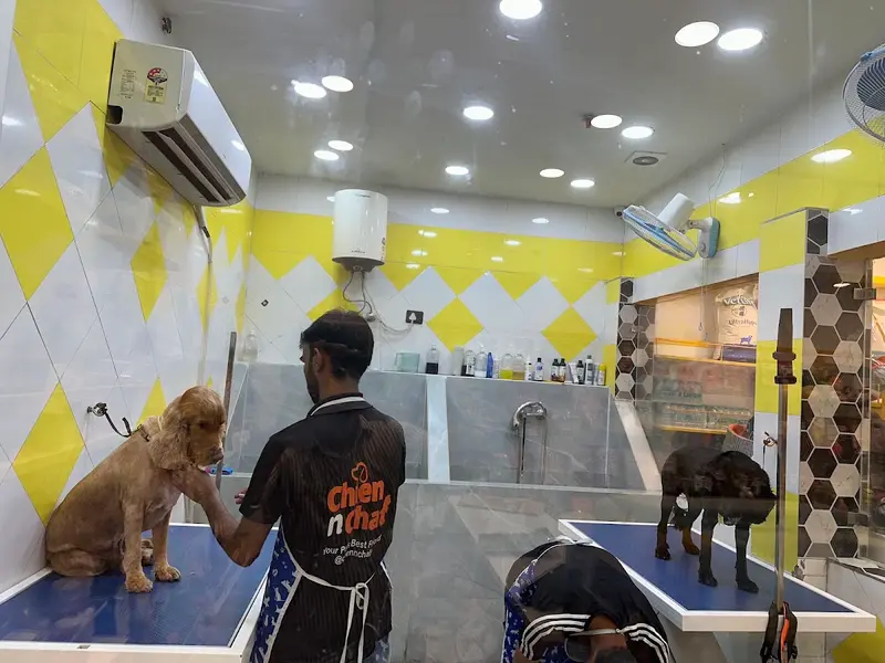Chien N Chat Pet shop & Spa, photo 2