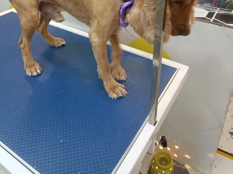 Chien N Chat Pet shop & Spa, photo 3