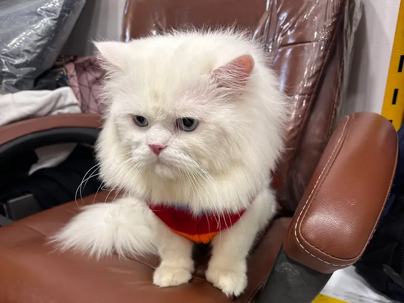 Chien N Chat Pet shop & Spa, photo 4