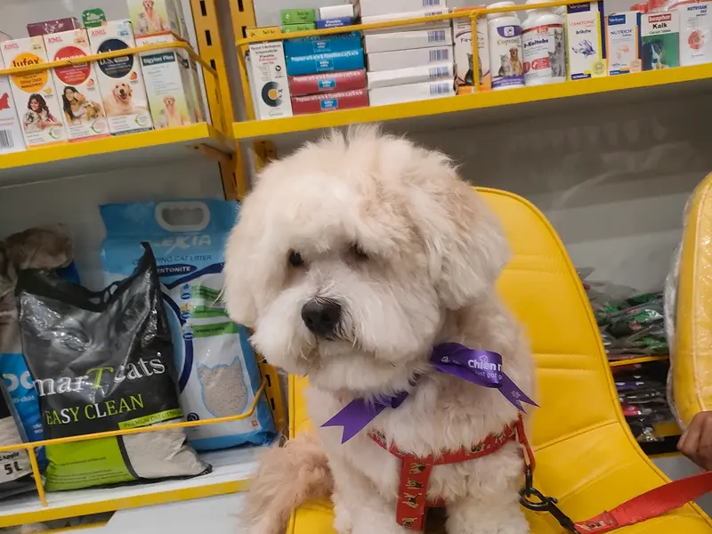 Chien N Chat Pet shop & Spa, photo 5